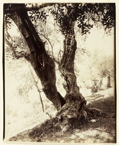 Olivier, Nice, kolem roku 1900 od Eugène Atget