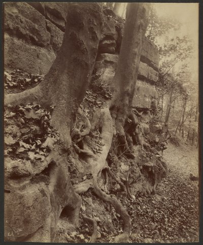 Park Saint-Cloud od Eugène Atget