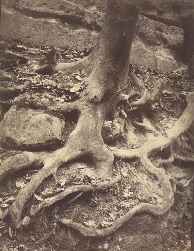 Kořeny stromů, Saint-Cloud od Eugène Atget