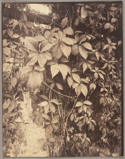 Vigne Vierge od Eugène Atget