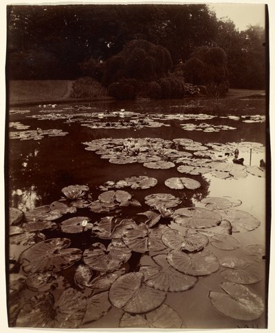 [Vodní lilie] od Eugène Atget