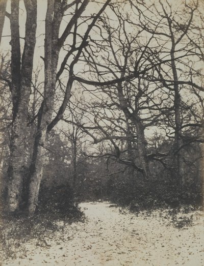 [Fontainebleau Forest], ca. 1860. od Eugène Cuvelier