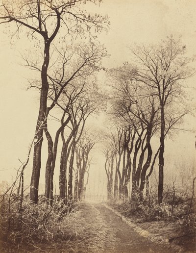Cesta a stromy s námrazou, 1860. od Eugène Cuvelier