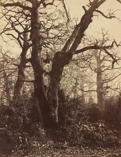 Stromová studie, Fontainebleau od Eugène Cuvelier