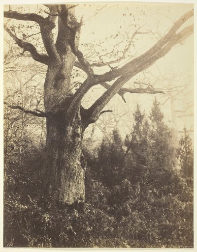Bez názvu [strom], c. 1860. od Eugène Cuvelier