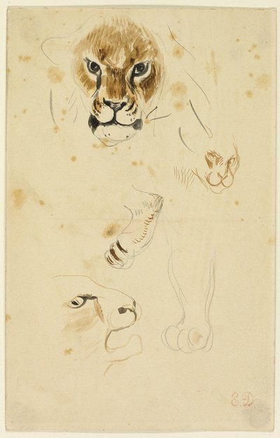 Lví hlavy a tlapy od Eugène Delacroix