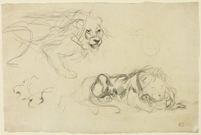 Studie lvů od Eugène Delacroix