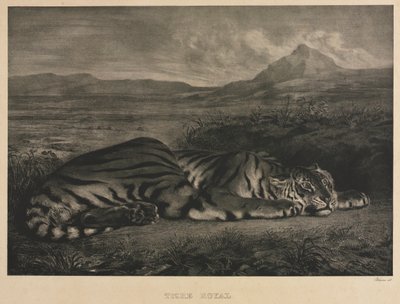 královský tygr od Eugène Delacroix