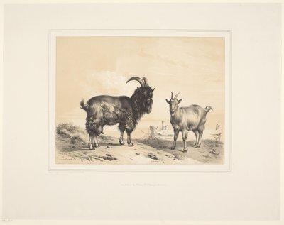Dvě kozy Různá zvířata (název série) Animal Studies (název série) od Eugène Verboeckhoven