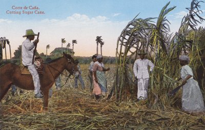 Havana, Kuba: Řezání cukrové třtiny (foto) od European Photographer