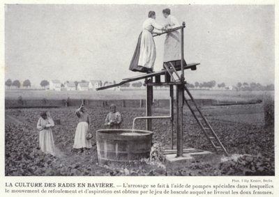 La Culture Des Radis En Baviere (černobílá fotografie) od European Photographer
