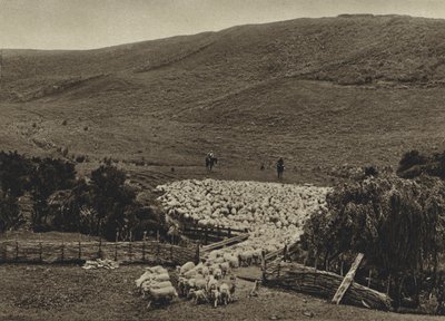Nový Zéland, Řízení ovcí (čb fotografie) od European Photographer