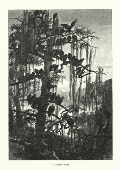 Káně (rytina) od European School