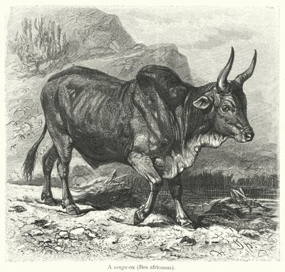 Sanga-ox, Bos africanus (rytina) od European School