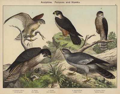 Accipitres, Falcons a Hawks od European School