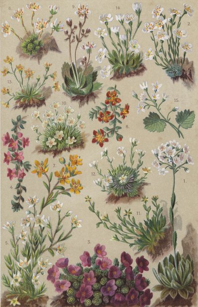 Alpská flóra (chromolitho) od European School