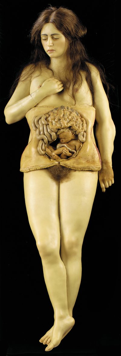 Anatomický model ovariálního těhotenství od European School
