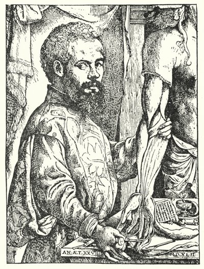 Andreas Vesalius (rytina) od European School