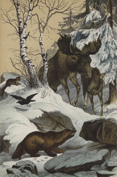 Zvířata a rostliny Laponska (barva litho) od European School