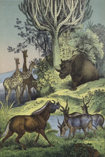 Zvířata a rostliny Habešské pahorkatiny (barva lito) od European School