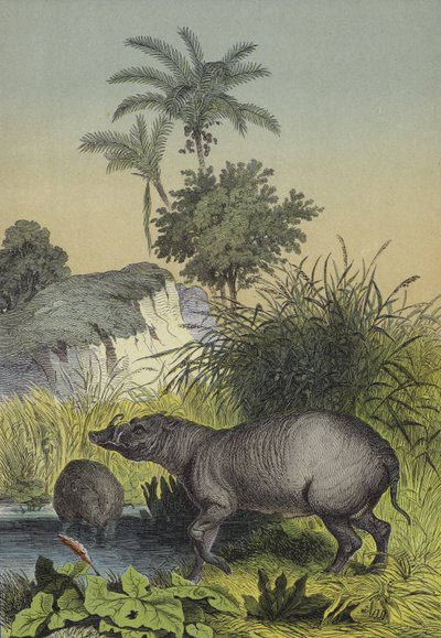 Zvířata a rostliny ostrovů jižní Asie (barva litho) od European School