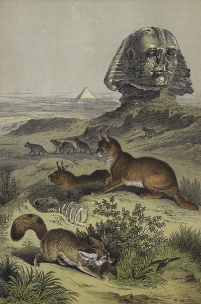 Zvířata Egypta (barva litho) od European School