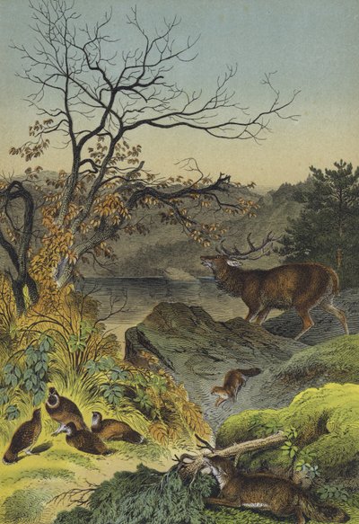 Zvířata na Sibiři (barevné lito) od European School