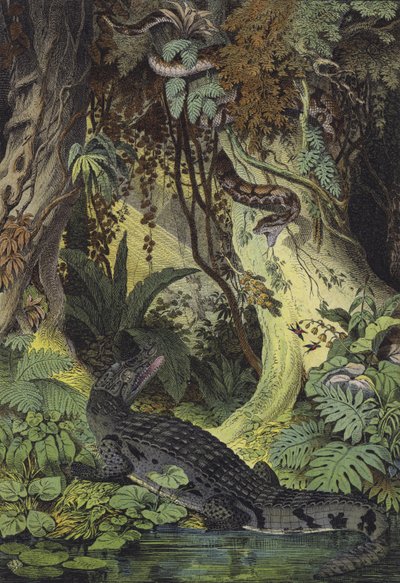 Zvířata z amazonských džunglí Brazílie (barva litho) od European School