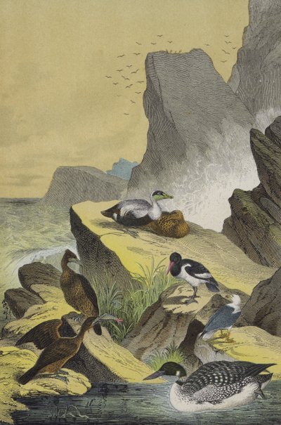 Ptáci na mořských pobřežích severní Evropy (barva litho) od European School