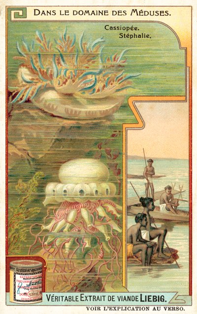 Cassiopeia a Stephalia (chromolitho) od European School
