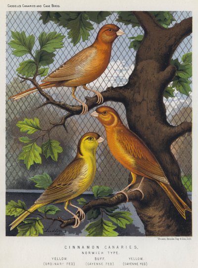 Cinnamon Canaries, Norwich Type, Yellow, Obyčejný Fed, Buff, Cayenne Fed, Žlutý, Cayenne Fed od European School