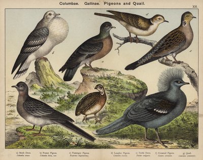 Columbae, Gallinae, Holubi a Křepelky (barevná litografie) od European School
