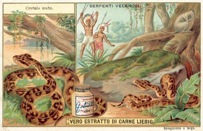 Copperhead (chromolitho) od European School