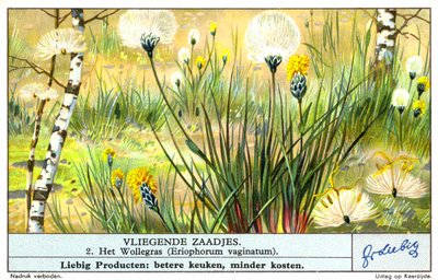 Chlupatka pochvatá (Eriophorum vaginatum) (chromolitho) od European School