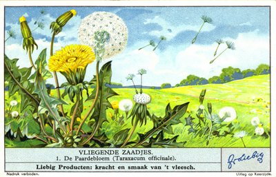 Pampeliška lékařská (Taraxacum officinale) (chromolit) od European School