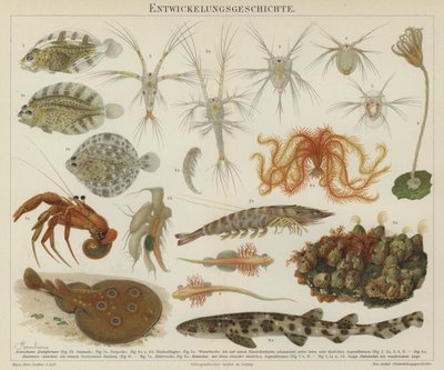 Vývoj mořského života (barevná litografie) od European School