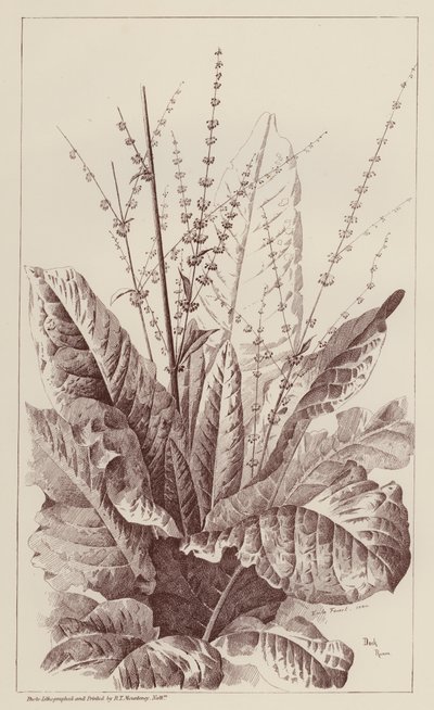 Dock, Rumex (litho) od European School