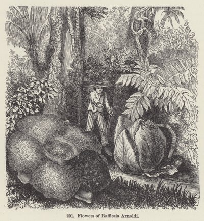 Květiny Rafflesia Arnoldi (rytina) od European School