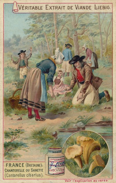 Francie (Bretaň): lišky (Cantarellus cibarius) od European School