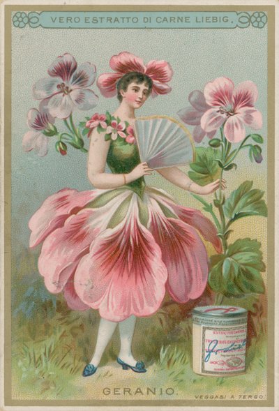 Geranium květinová dívka od European School