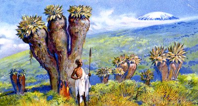 Svišť obrovský, Kilimandžáro, Afrika od European School