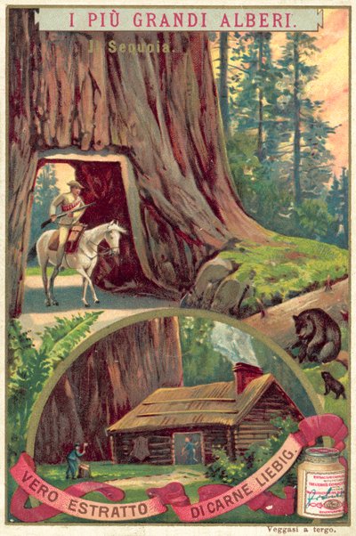 Sekvojovec obrovský (chromolitho) od European School