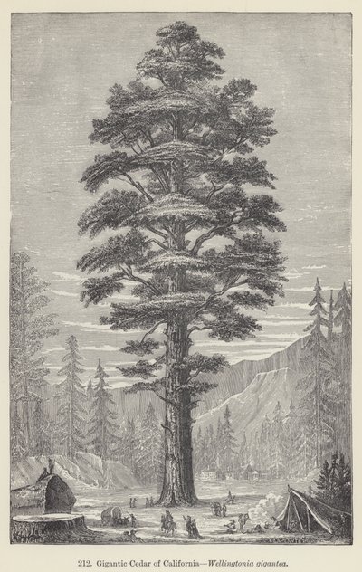 Gigantický cedr z Kalifornie, Wellingtonia gigantea (rytina) od European School
