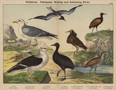 Grallatores, Palmipedes, Brodiví a plovoucí ptáci (barevná litografie) od European School