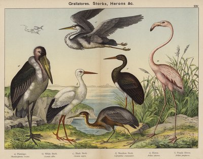 Grallatores, čápi, volavky (barevná litografie) od European School