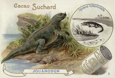 Iguanodon a Iguana Tuberculata od European School