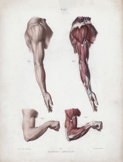 Ilustrace k Anatomii vnějších forem člověka: Mužské paže a ruce (barevné lito) od European School