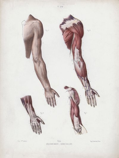 Ilustrace k Anatomii vnějších forem člověka: Mužská paže a ruce od European School