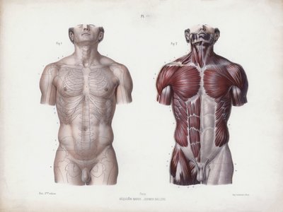 Ilustrace k Anatomii vnějších forem člověka: Mužský trup, pohled zepředu (barevné lito) od European School