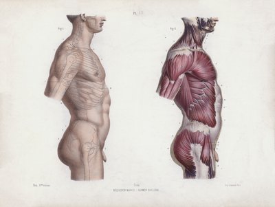 Ilustrace k knize Anatomie vnějších tvarů člověka: Mužský trup, pohled z boku (barevná litografie) od European School
